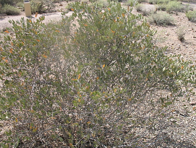 Bild på en Jojoba buske